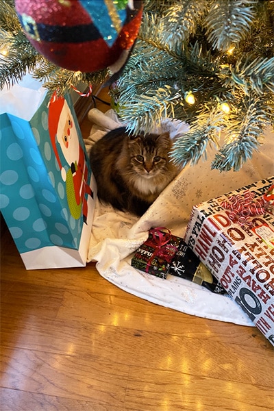 Cat under the Christmas tree
